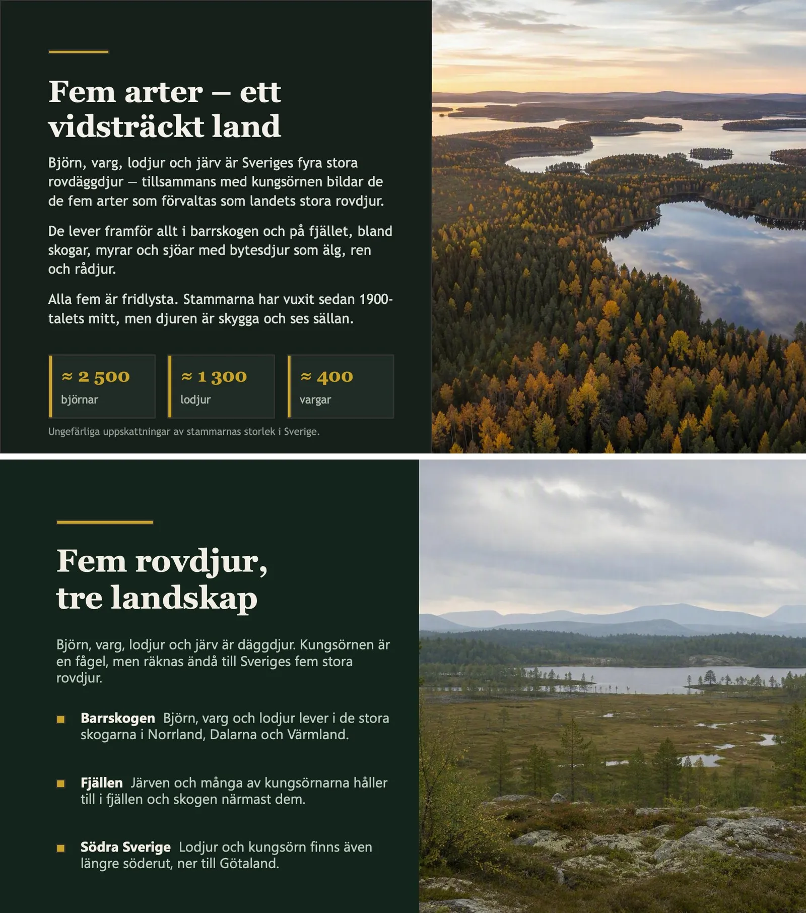 Två bilder ur samma presentation om Sveriges rovdjur, överst byggd utan skill med tankstreck i rubriken, underst byggd med språkskillen